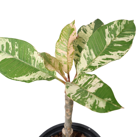 Plumeria Variegated