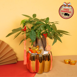 Pocket Fortune (Pachira 发财树) - CNY Plant