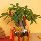 Pocket Fortune (Pachira 发财树) - CNY Plant
