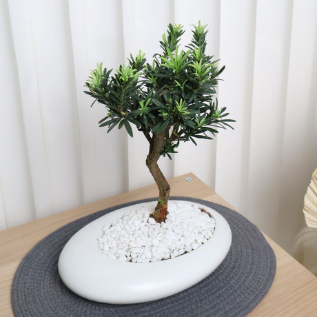 Podocarpus Bonsai in Ceramic Pot