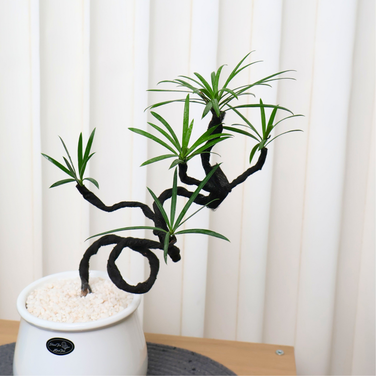 Podocarpus in Ceramic Pot