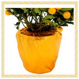 Four Season Lime 四季桔 8 Layers (14 inch)