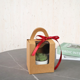 Mini Succulent in Ceramic Pot - Corporate Gifts