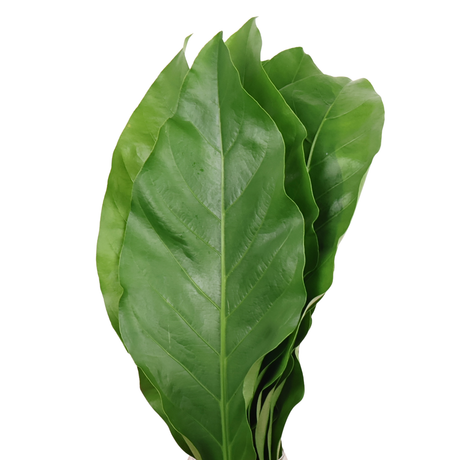Rainforest Leaf L Size (Malaysia)