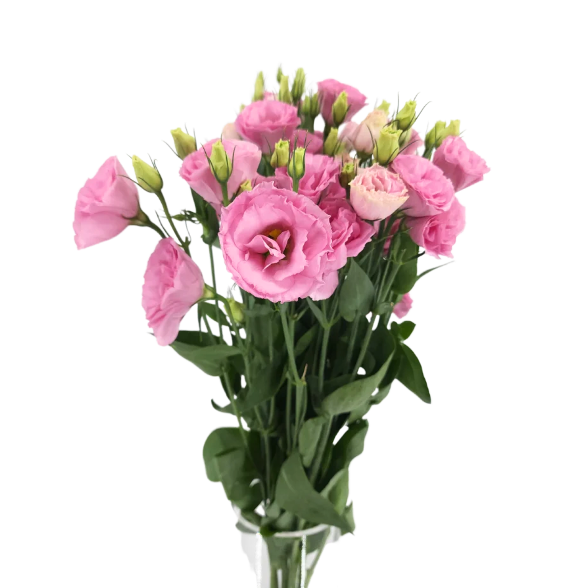 Eustoma (Vietnam)