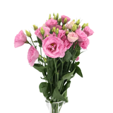 Eustoma (Vietnam)