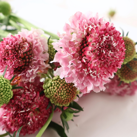 Scabiosa (China)