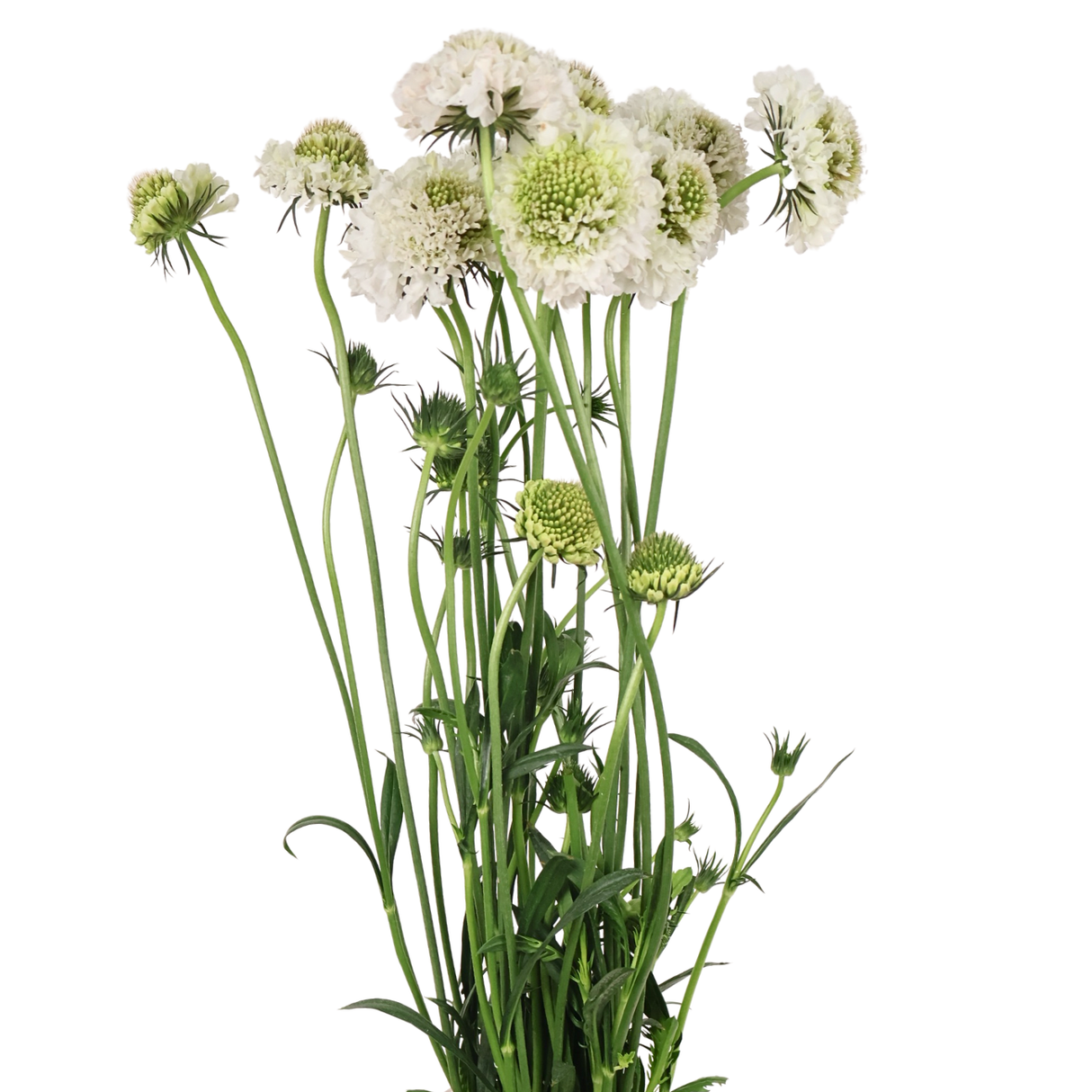 Scabiosa (China)