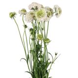 Scabiosa (China)