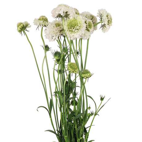 Scabiosa (China)