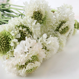Scabiosa (China)