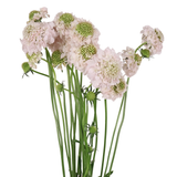 Scabiosa (China)