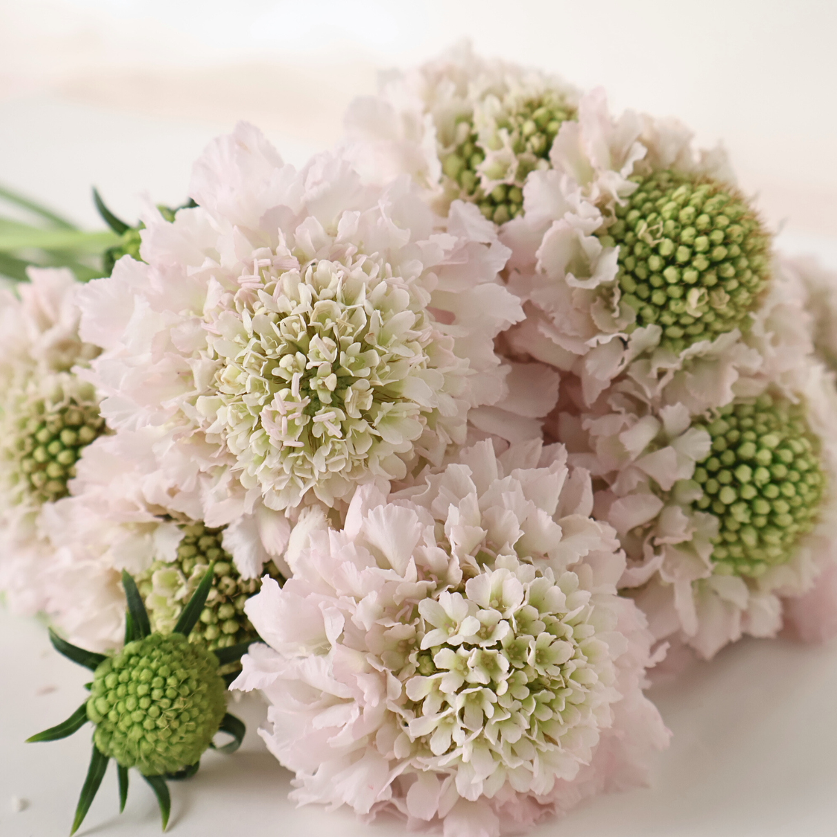 Scabiosa (China)