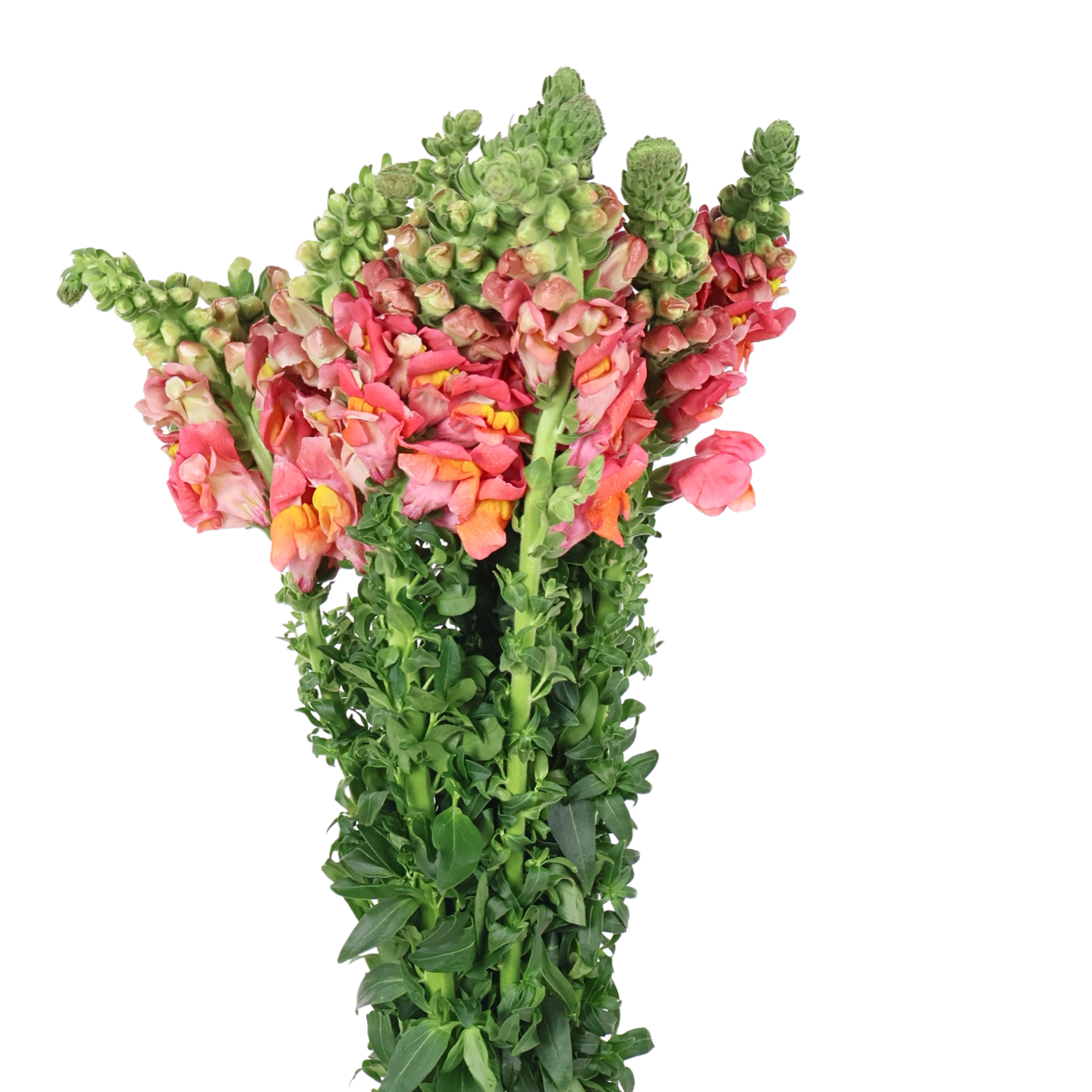 Snapdragon (Vietnam)