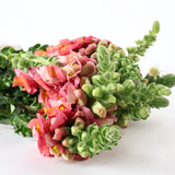 Snapdragon (Vietnam)