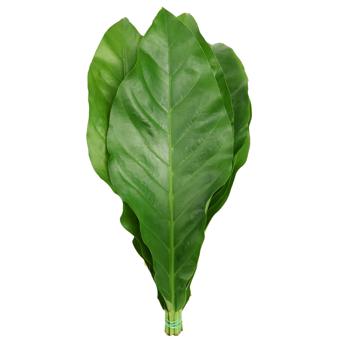 Rainforest Leaf M Size (Malaysia)