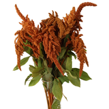 Amaranthus (Holland)