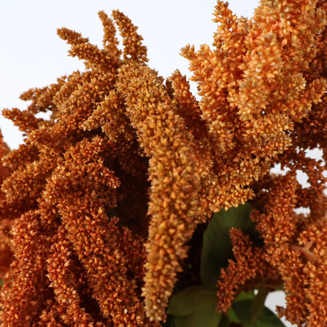 Amaranthus (Holland)