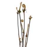 Taiwan Wild Flower (Fiddlehead)