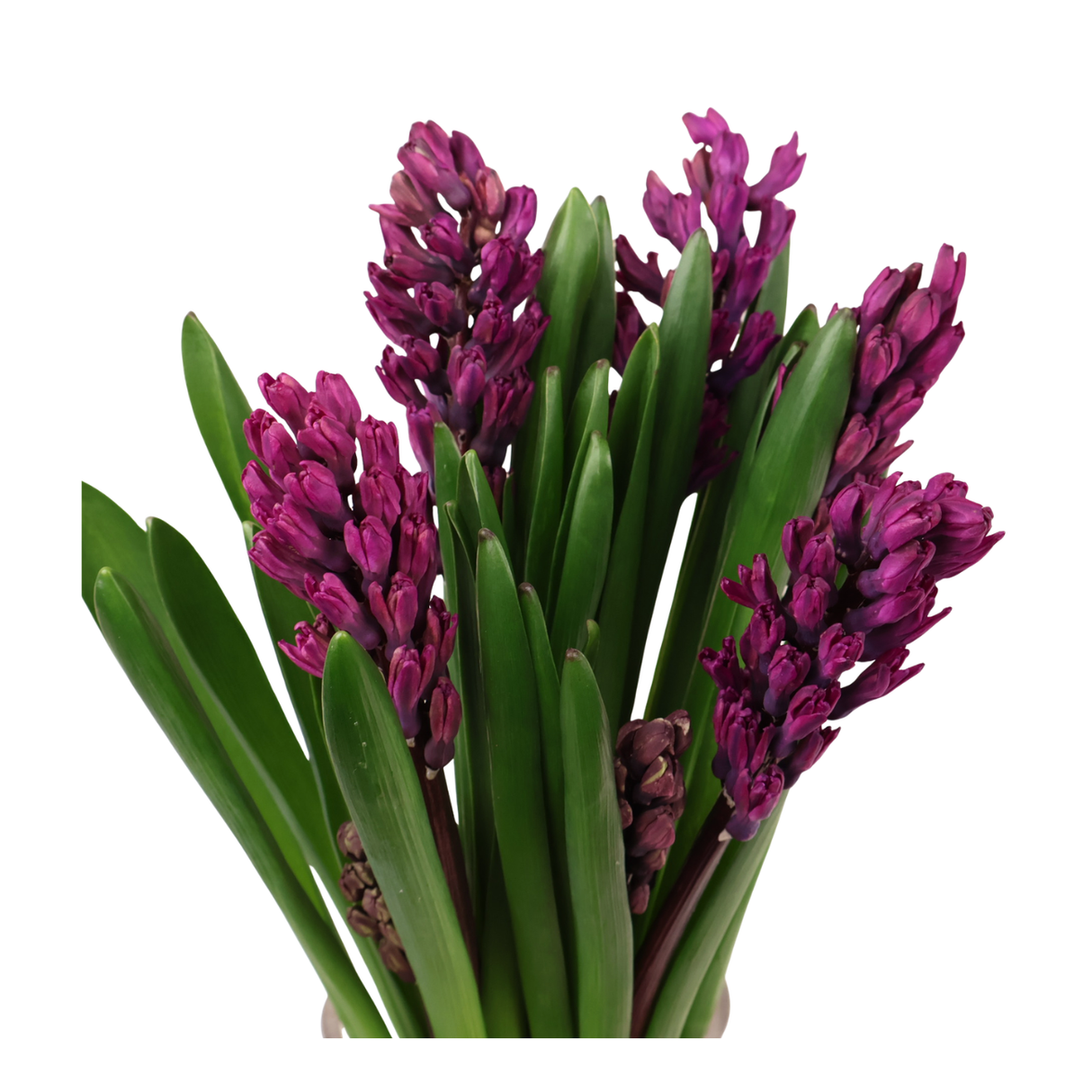 Hyacinthus (Holland)