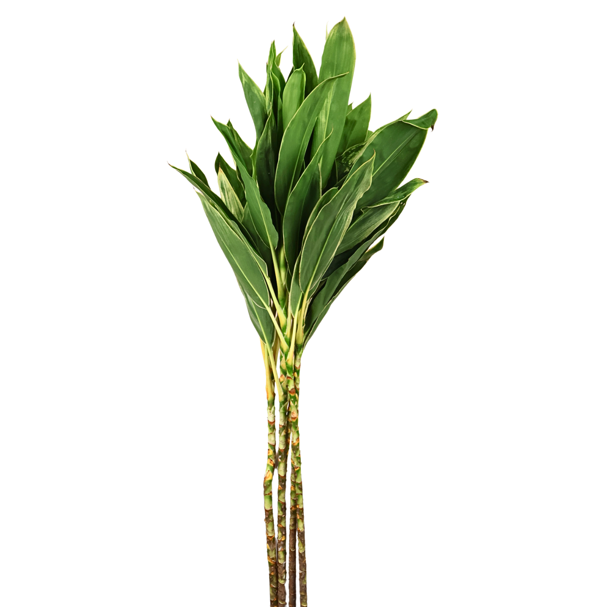 Cordyline 3ft-4ft