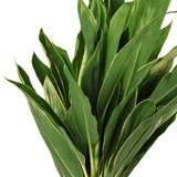Cordyline 3ft-4ft