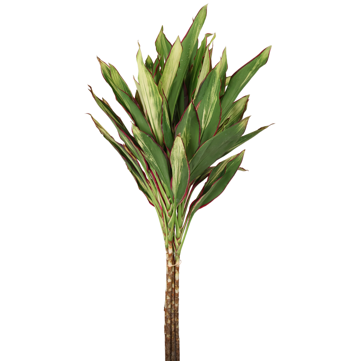 Cordyline 3ft-4ft
