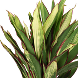 Cordyline 3ft-4ft