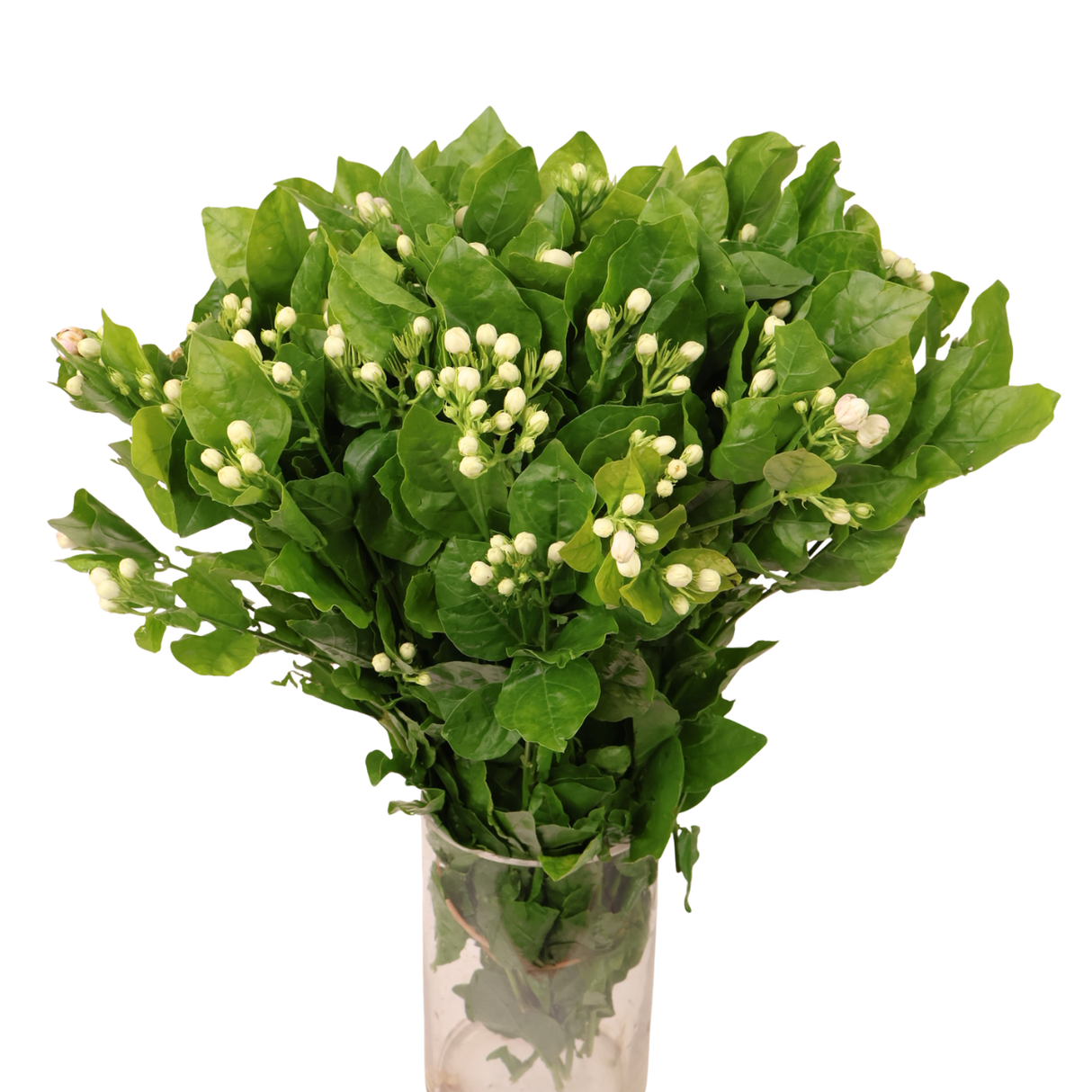 Jasmine (China)