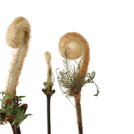 Taiwan Wild Flower (Fiddlehead)