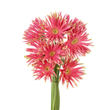 Gerbera - Spider (Malaysia)