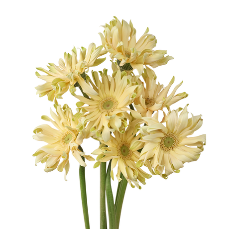 Gerbera - Spider (Malaysia)