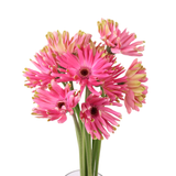 Gerbera - Spider (Malaysia)