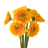 Gerbera - Double Petal (Malaysia)
