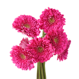 Gerbera - Double Petal (Malaysia)