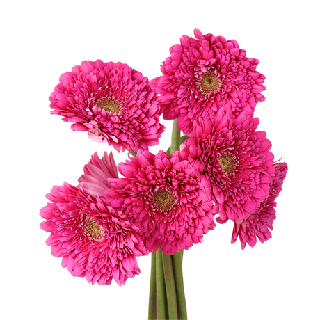 Gerbera - Double Petal (Malaysia)