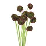 Gerbera - Double Petal (Malaysia)
