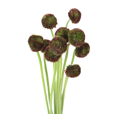 Gerbera - Double Petal (Malaysia)