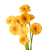 Gerbera (Malaysia)