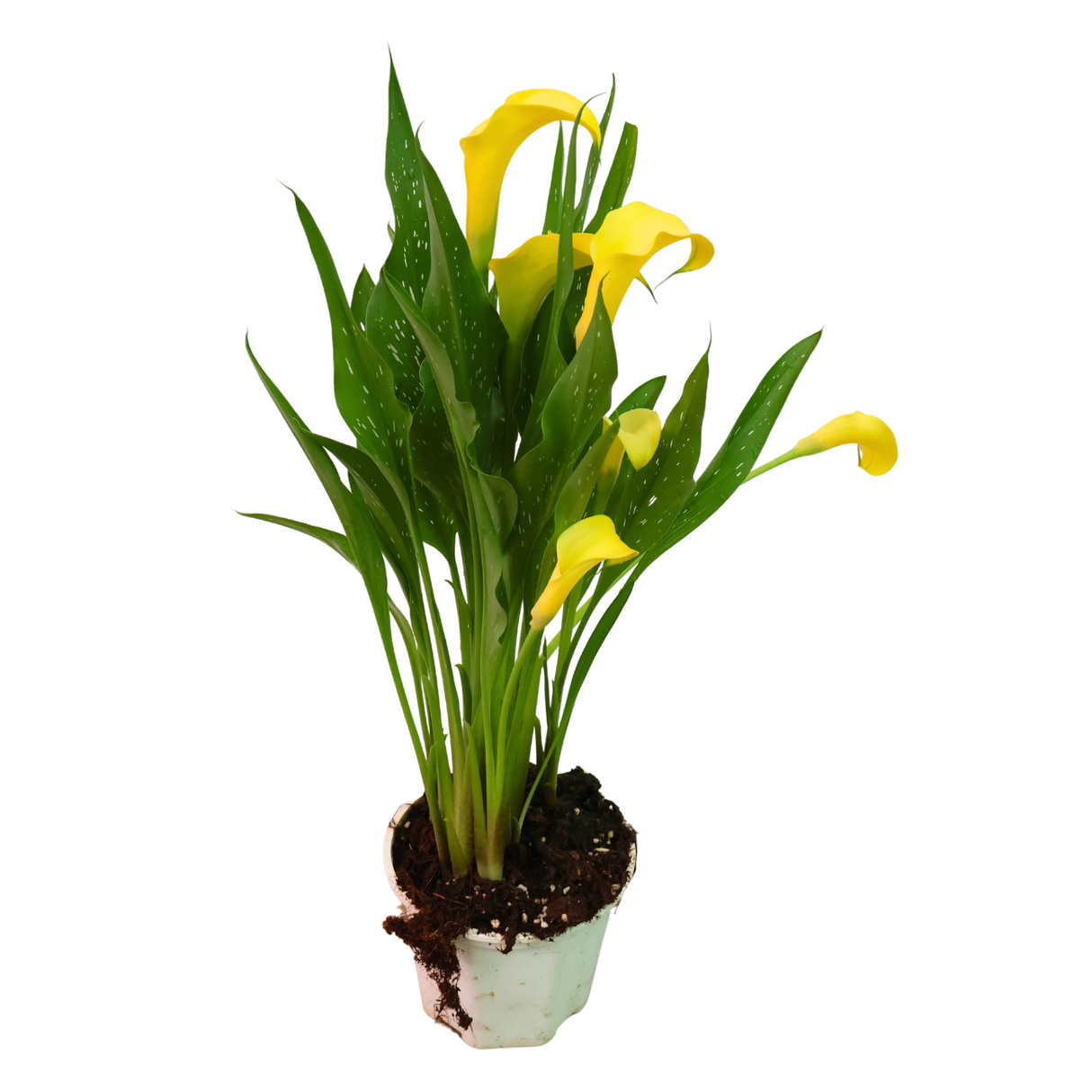 Calla Lily Plant 15cm Pot