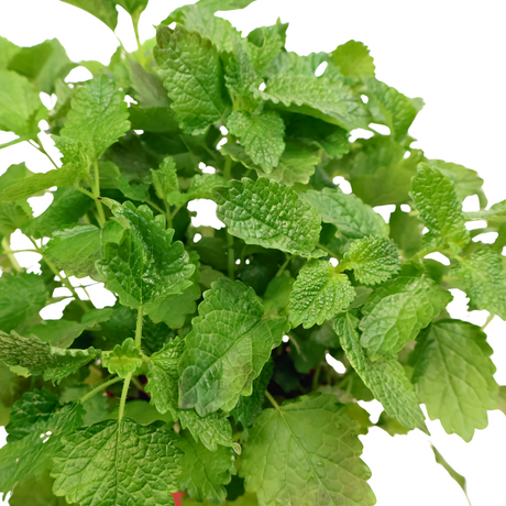 Lemon Balm Herbs Plant