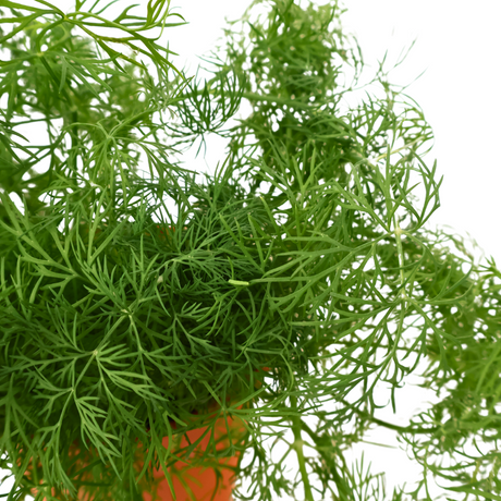 Dill Herbs Plant