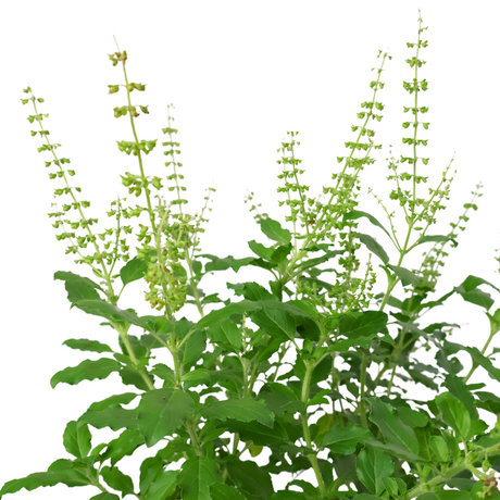 Thulasi Herbs Plant