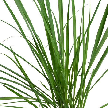 Lemongrass Herbs Plant