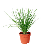 Chives Herbs Plant