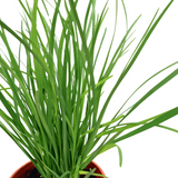 Chives Herbs Plant