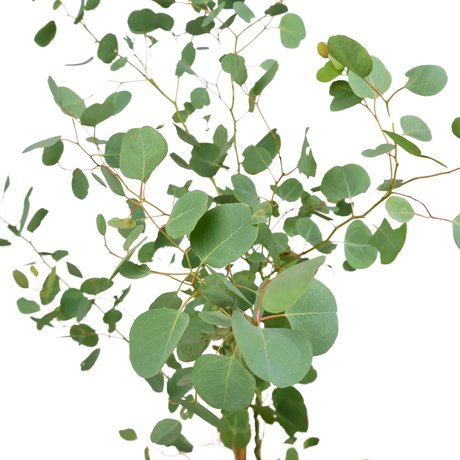 Eucalyptus Plant