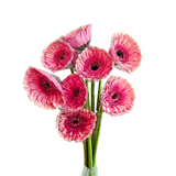 Gerbera (Malaysia)