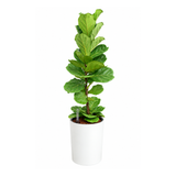 Ficus Lyrata (Fiddle Leaf Fig 琴叶榕) in Self-Watering Pot (87cm)