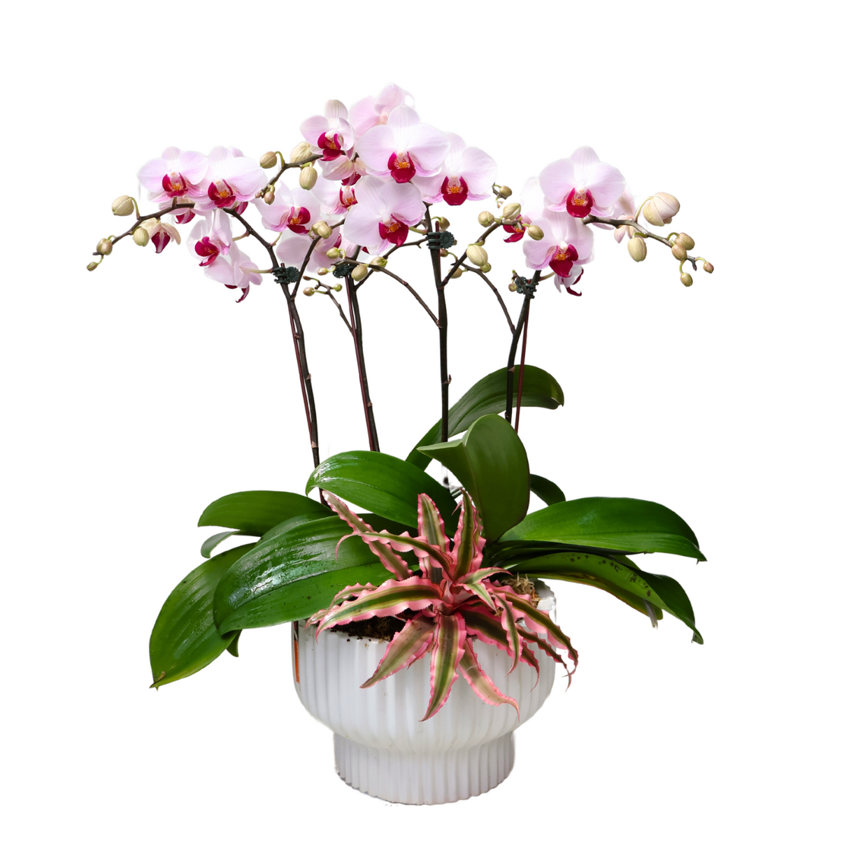 Orchid Serenity (2 Double Stem) - Orchid Phalaenopsis